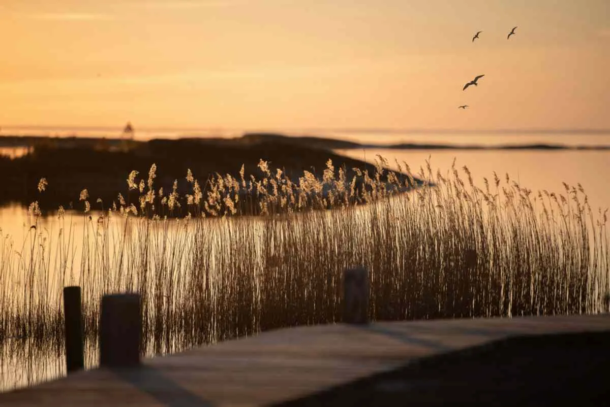 Foto detallada de juncos que sobresalen del agua de un lago bajo las luces anaranjadas de la puesta de sol en Suecia.
