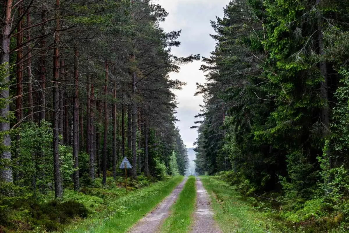 Vista general de un camino sin asfaltar en un bosque sueco con grandes árboles verdosos y una señal triangular.