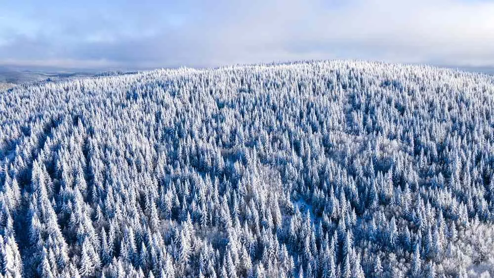 Bosque boreal