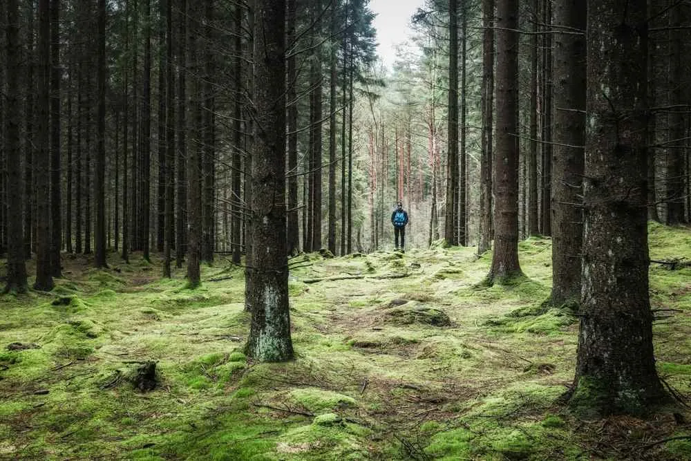 À la découverte des majestueuses forêts de Suède