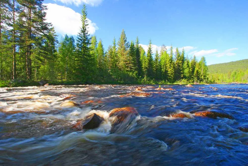 Fiume dalle acque impetuose circondato da verdi pini sotto un cielo azzurro e limpido nella contea di Värmland, in Svezia.