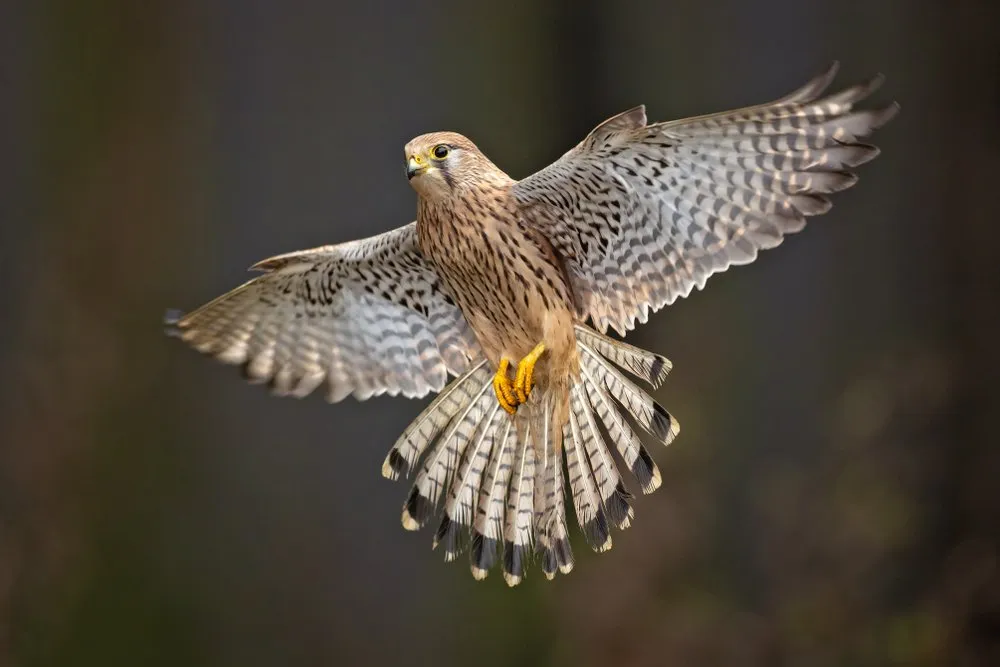 Kestrel in Svezia