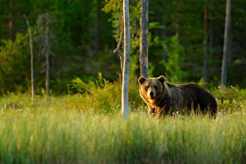 Brown in Svezia