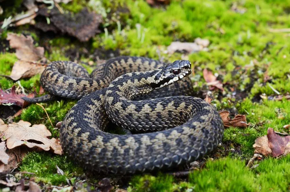 Vipera comune europea