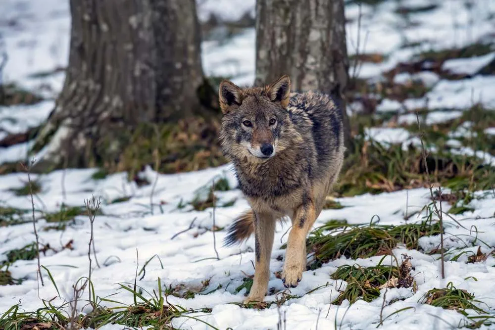 Wolf in Svezia