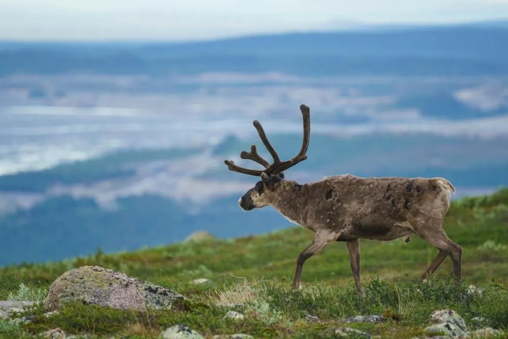 Le renne in Svezia
