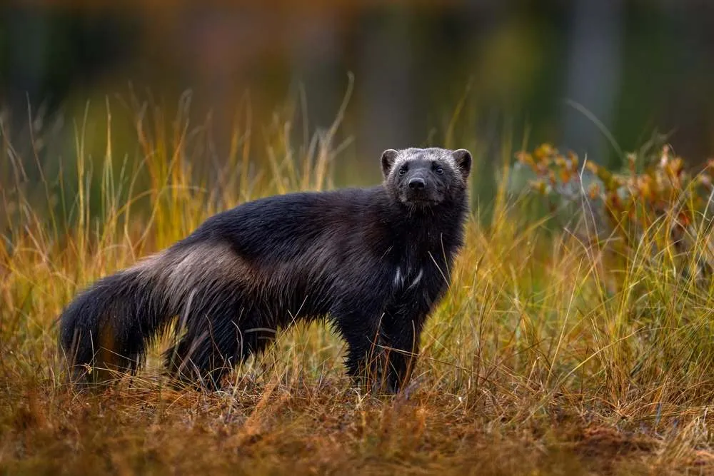 Wolverine in Svezia