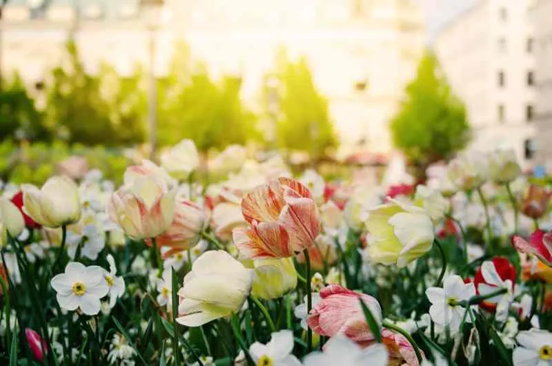Le printemps en Suède
