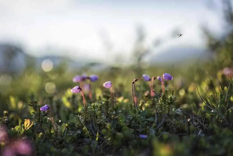 Saison des fleurs, Suède