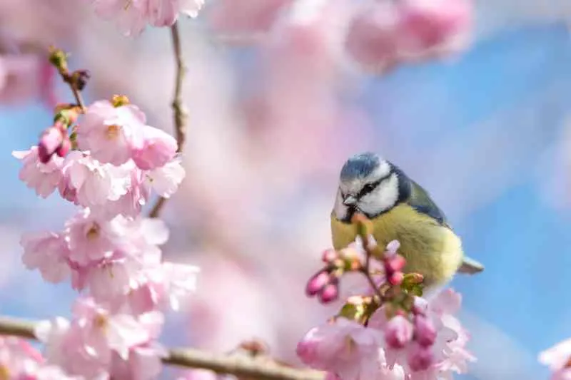 Guide du printemps en Suède : bien plus que des tulipes et du soleil !