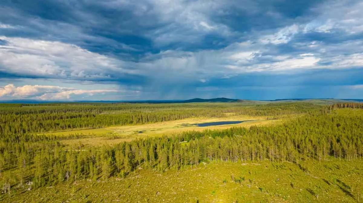 Vista aerea ripresa da un drone di una foresta svedese con alti alberi verdi e un cielo blu scuro sopra di essa.