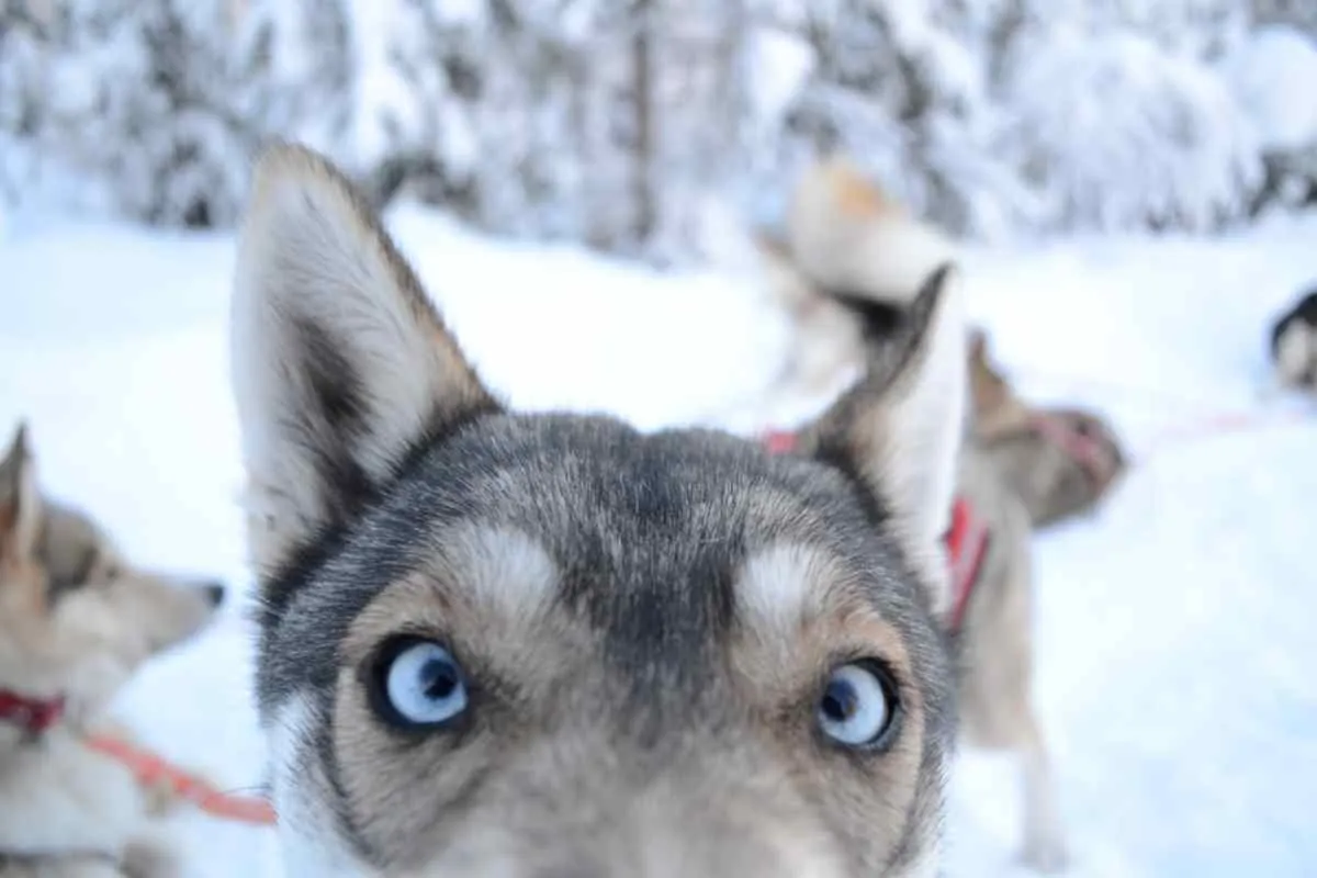 Svezia: slitte trainate da cani