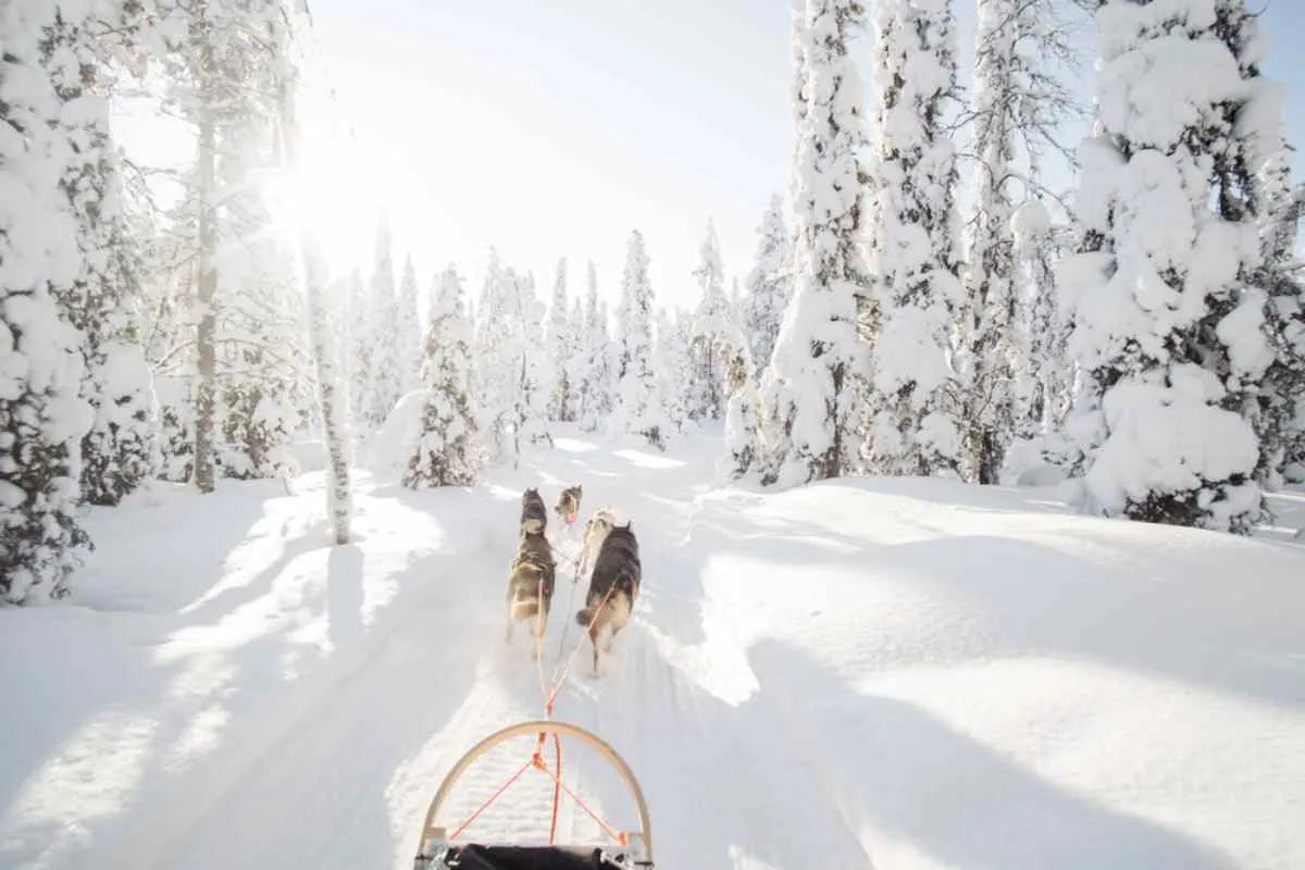slitte trainate da cani in Svezia