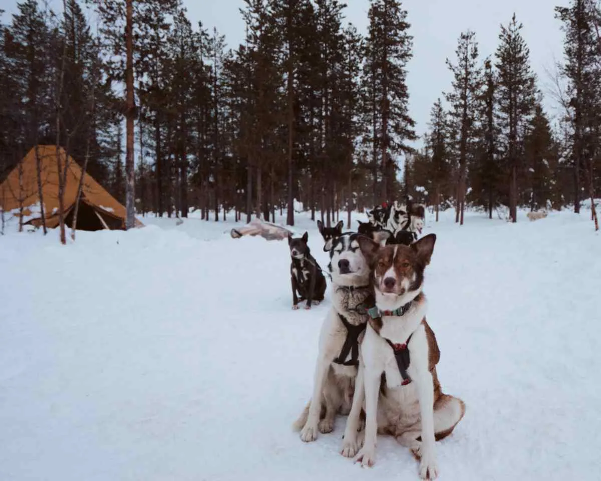 slitta trainata da cani in Lapponia