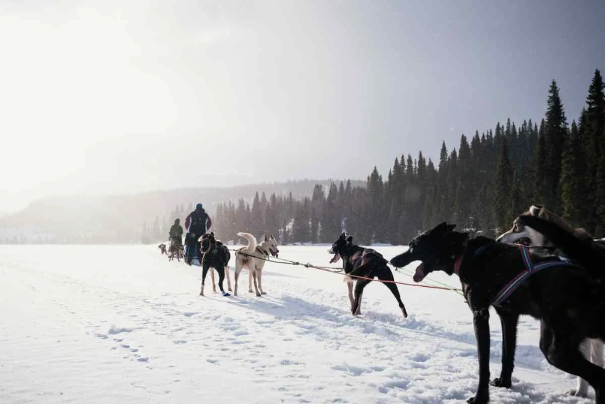 slitta trainata da husky in Svezia