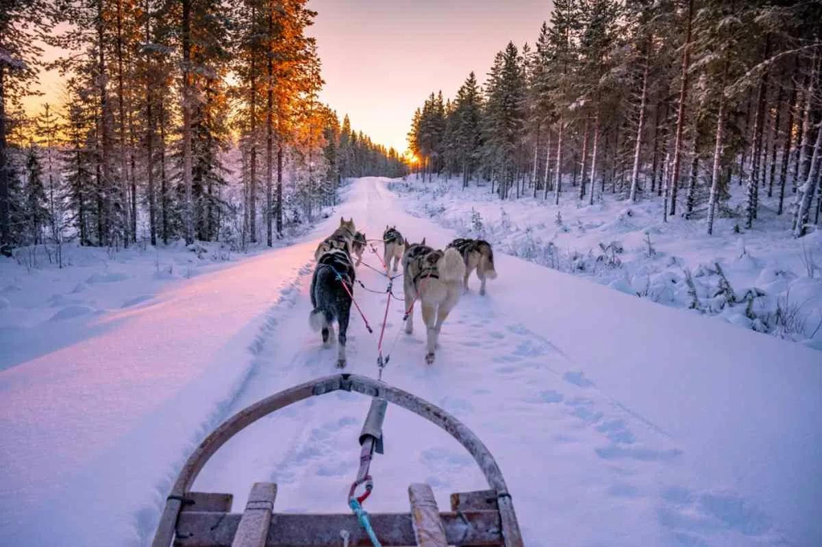 Scopri la magia delle slitte trainate dai cani in Svezia