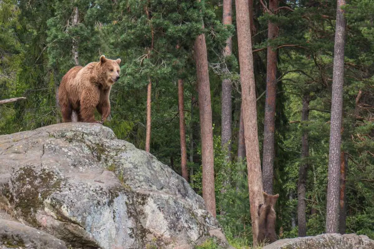 Parc animalier de Kolmarden