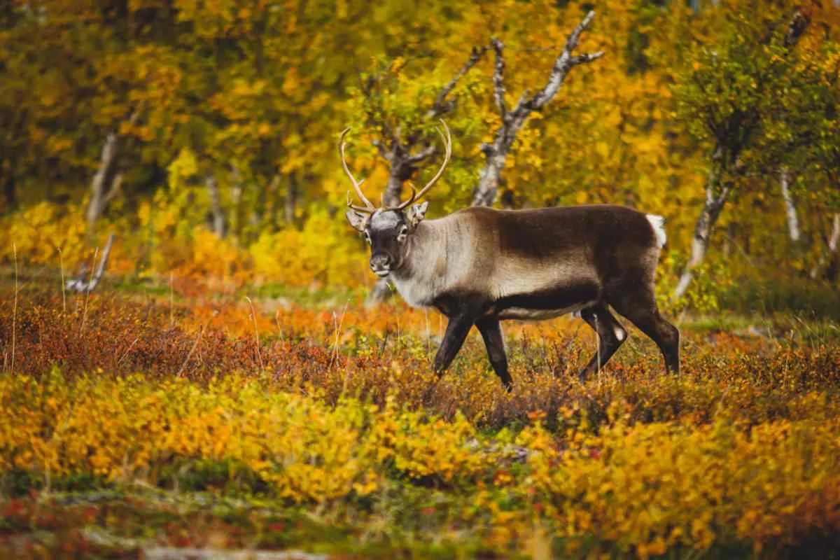 Ruta del Rey (Kungsleden)