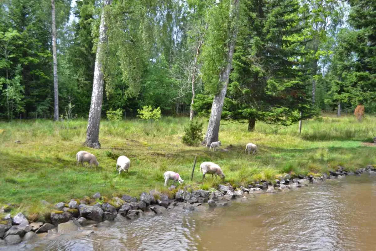 Un pequeño rebaño de ovejas pastando en la orilla cubierta de hierba a lo largo de un tramo boscoso del canal de Göta.