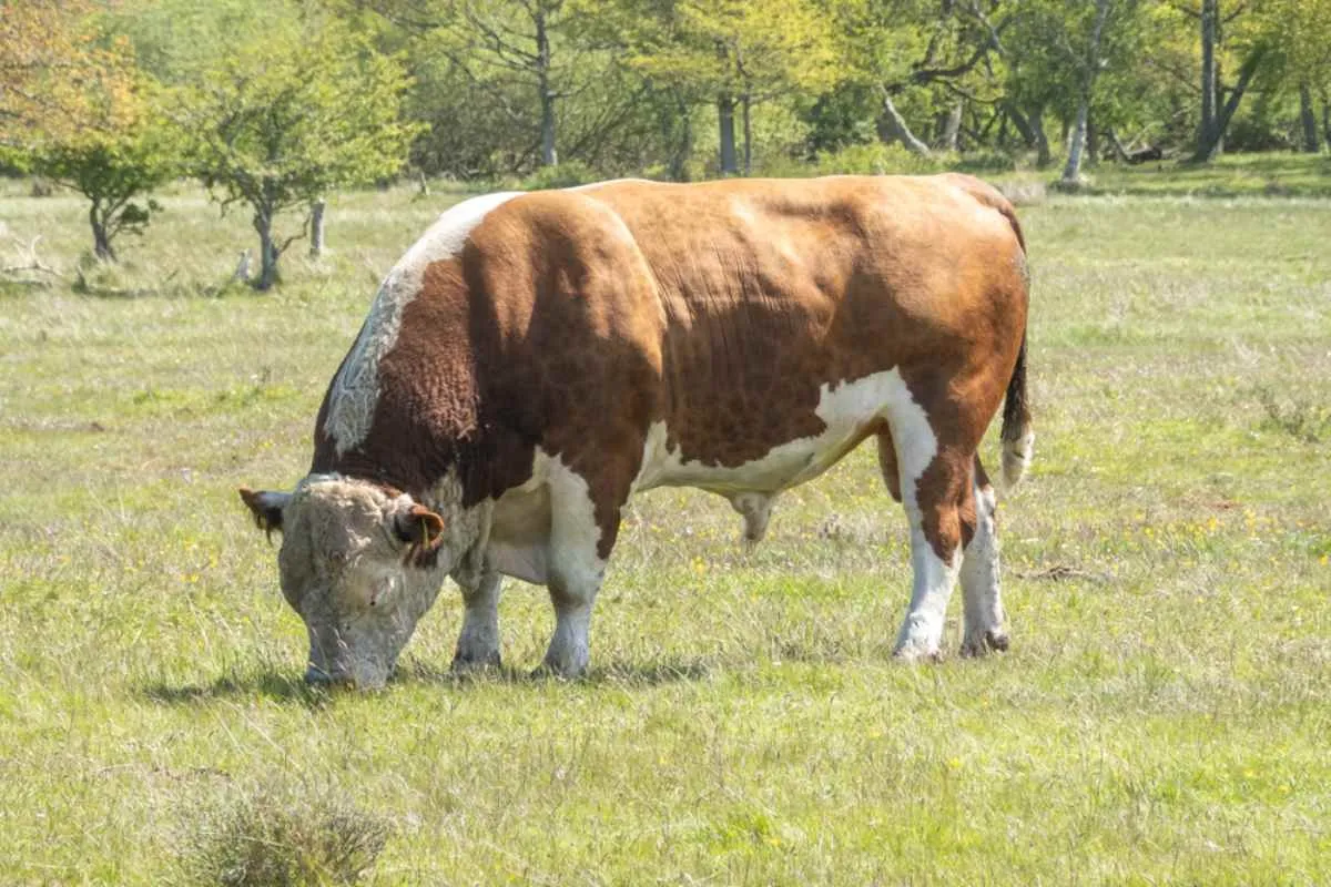 Un toro bianco e marrone al pascolo in un prato aperto in una riserva naturale di Öland.