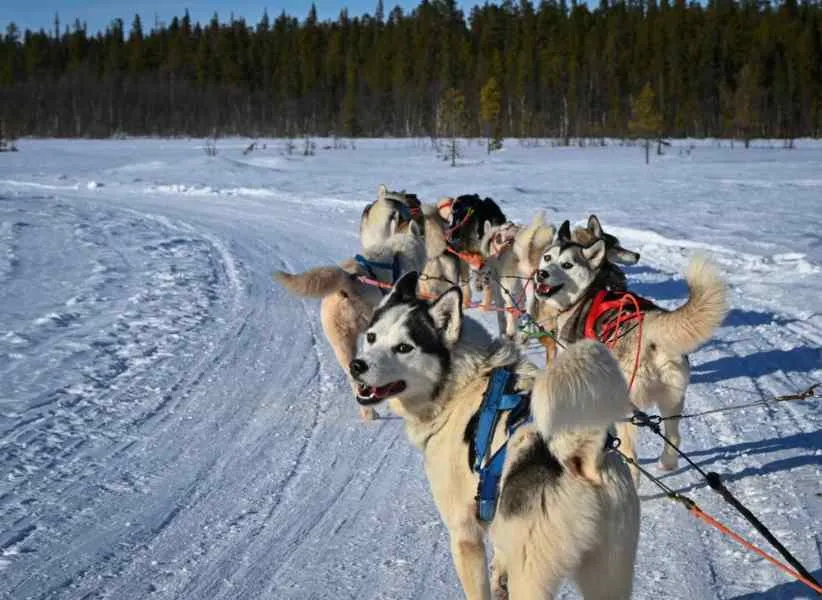 Primo piano di cani da slitta che trainano una slitta sulla neve in Svezia.
