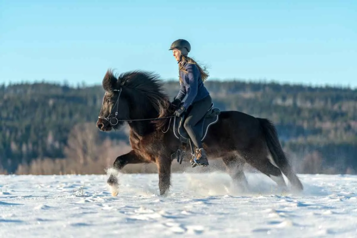Una donna bionda con il casco in sella a un cavallo marrone scuro in uno spettacolare paesaggio svedese innevato.