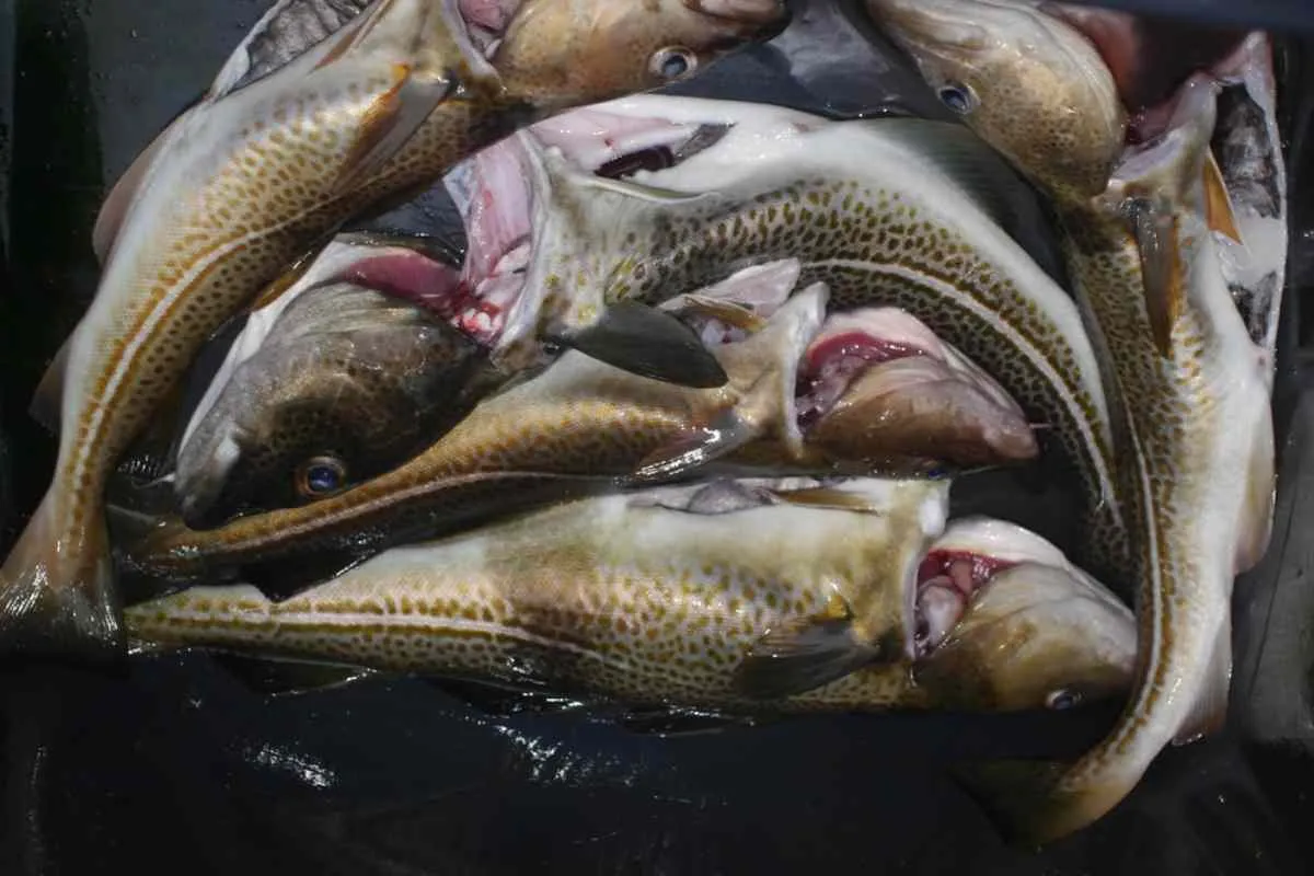 Cómo comer surströmming