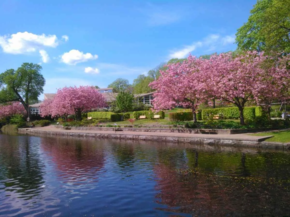 Les cerisiers en fleurs au printemps bordent les rives de la Viskan à Borås par une journée ensoleillée.