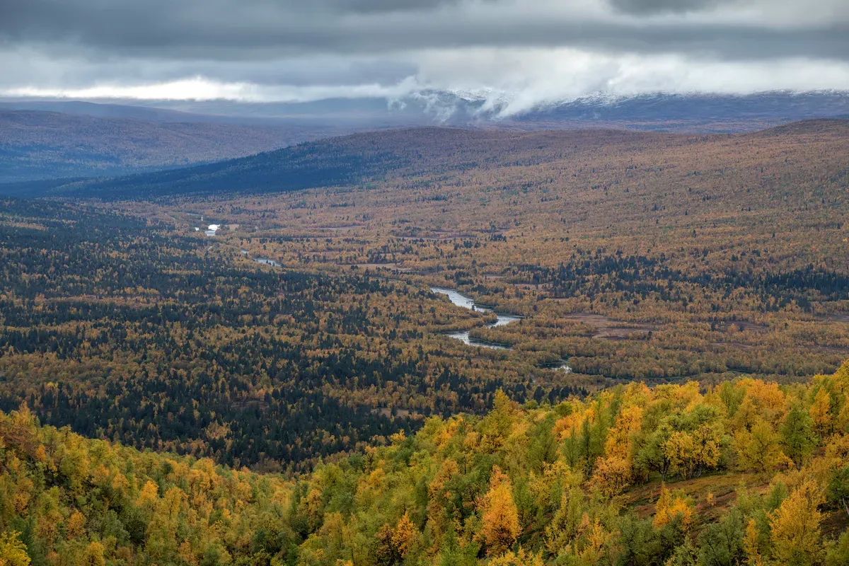 Reserva natural de Vindelfjäll