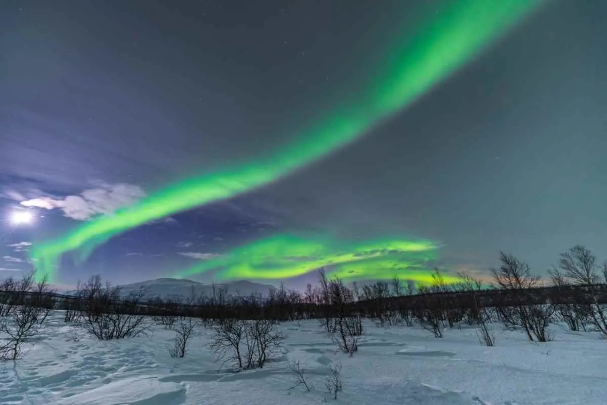 Aurores boréales au-dessus du parc national d'Abisko : des rubans d'aurores d'un vert vif au-dessus d'une forêt de bouleaux enneigée et baignée par le clair de lune en hiver.