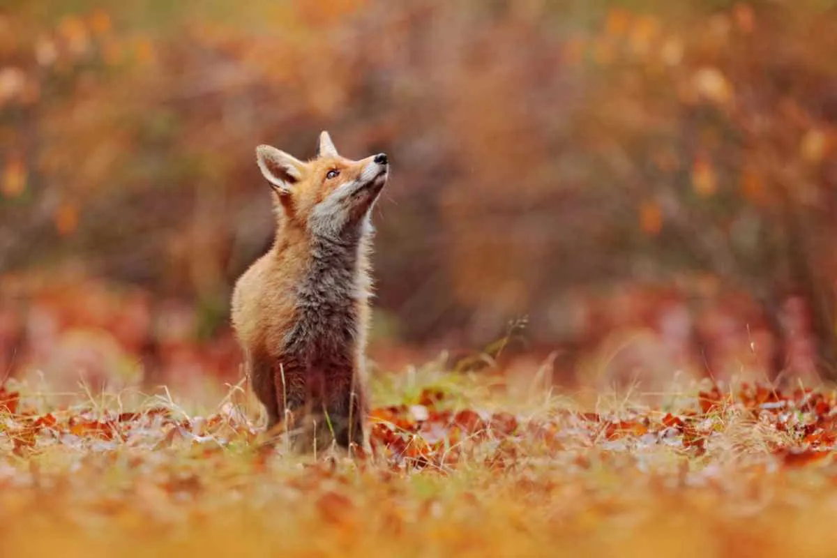 Photographie de la faune suédoise