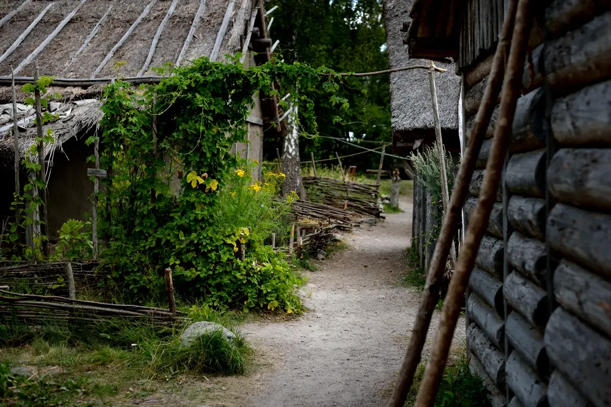 Un estrecho camino de tierra que serpentea por un pueblo vikingo en Birka, Suecia, con cabañas de techo de paja y una exuberante vegetación que crece a lo largo de las vallas y los muros de las construcciones.