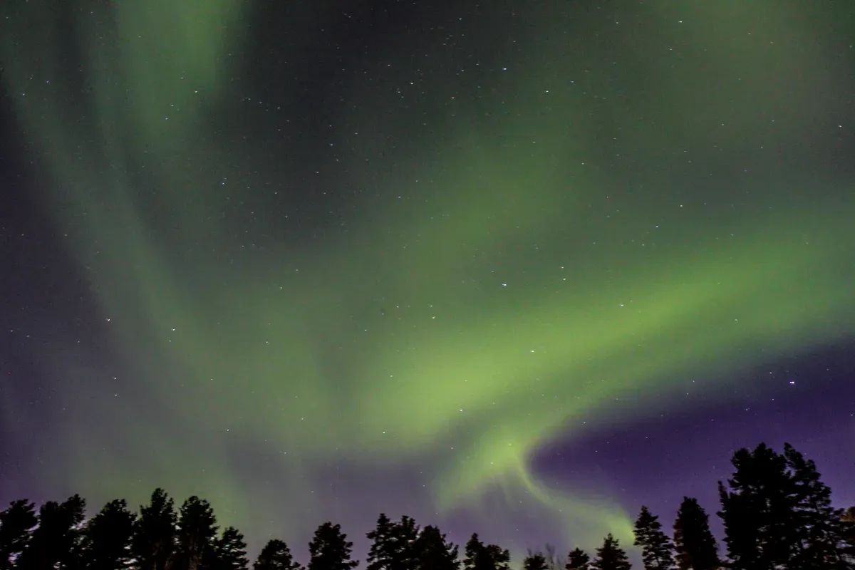Espectáculo deslumbrante de la aurora boreal en el cielo nocturno sobre la silueta de un bosque en Luleå, Suecia. Los tonos verdes y morados de la aurora crean un patrón hipnótico en forma de ondas a través del cielo estrellado, con estrellas tenues visibles al fondo. Las siluetas oscuras de los altos pinos aportan contraste al etéreo espectáculo de luces, creando una impresionante escena natural que captura la belleza de este fenómeno ártico.