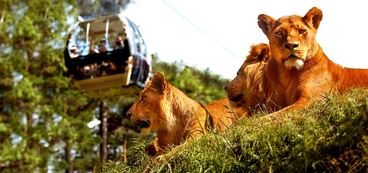 Un gruppo di leoni che riposa su una collina erbosa al Kolmården Wildlife Park in Svezia, con una funivia che passa sullo sfondo. I leoni, con la loro presenza maestosa e serena, sono inondati dalla calda luce del sole, che fa risaltare il loro manto dorato. La moderna funivia, sospesa sopra di loro, offre ai visitatori una vista aerea della fauna selvatica, creando un’esperienza safari unica e coinvolgente. Il verde rigoglioso della foresta circostante contribuisce a creare l’atmosfera naturale e serena del parco.