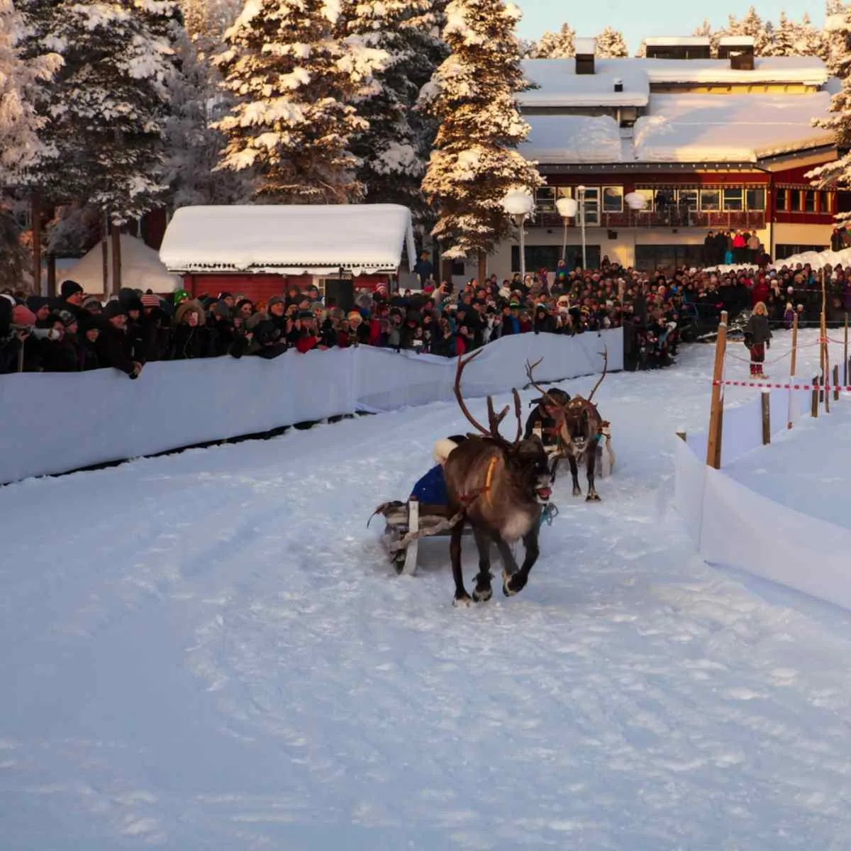 Carrera de renos en Jokkmokk