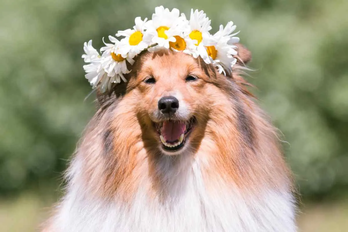 Un adorable chien avec une couronne de fleurs