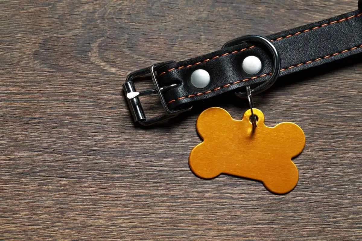Collier pour chien avec prénom