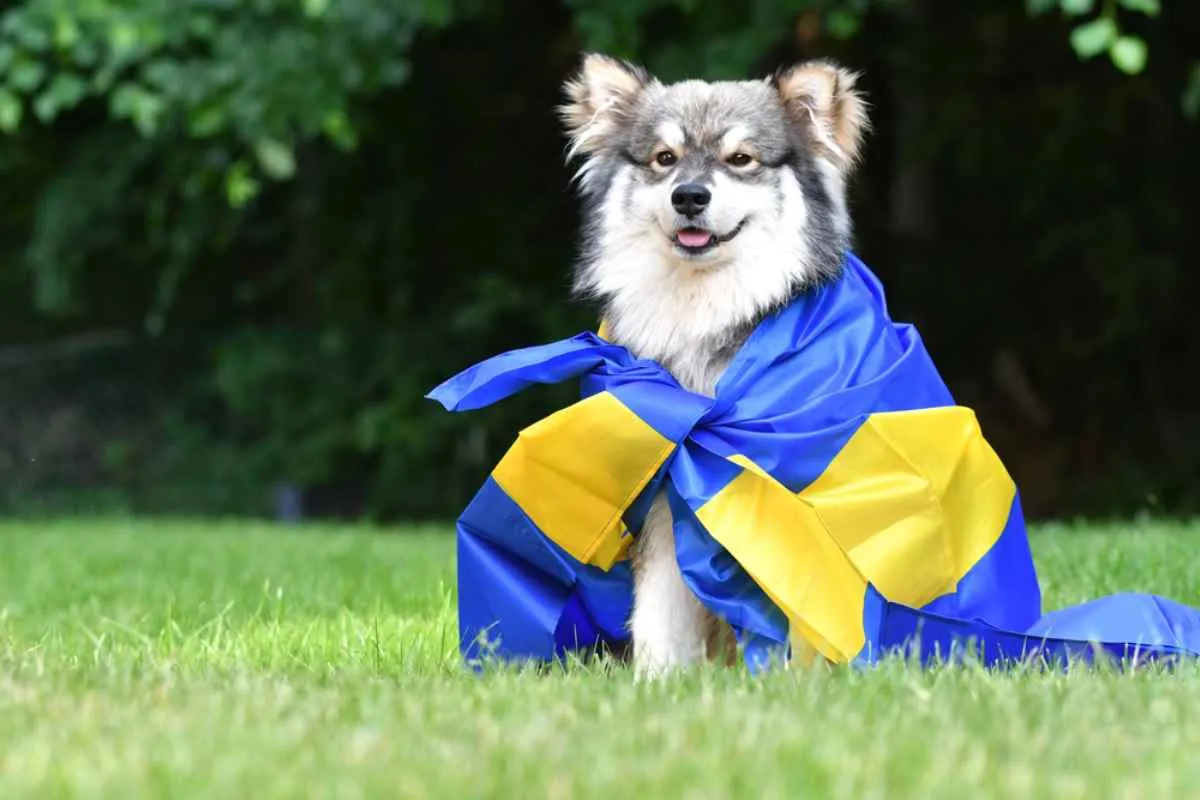 Chien avec un drapeau suédois