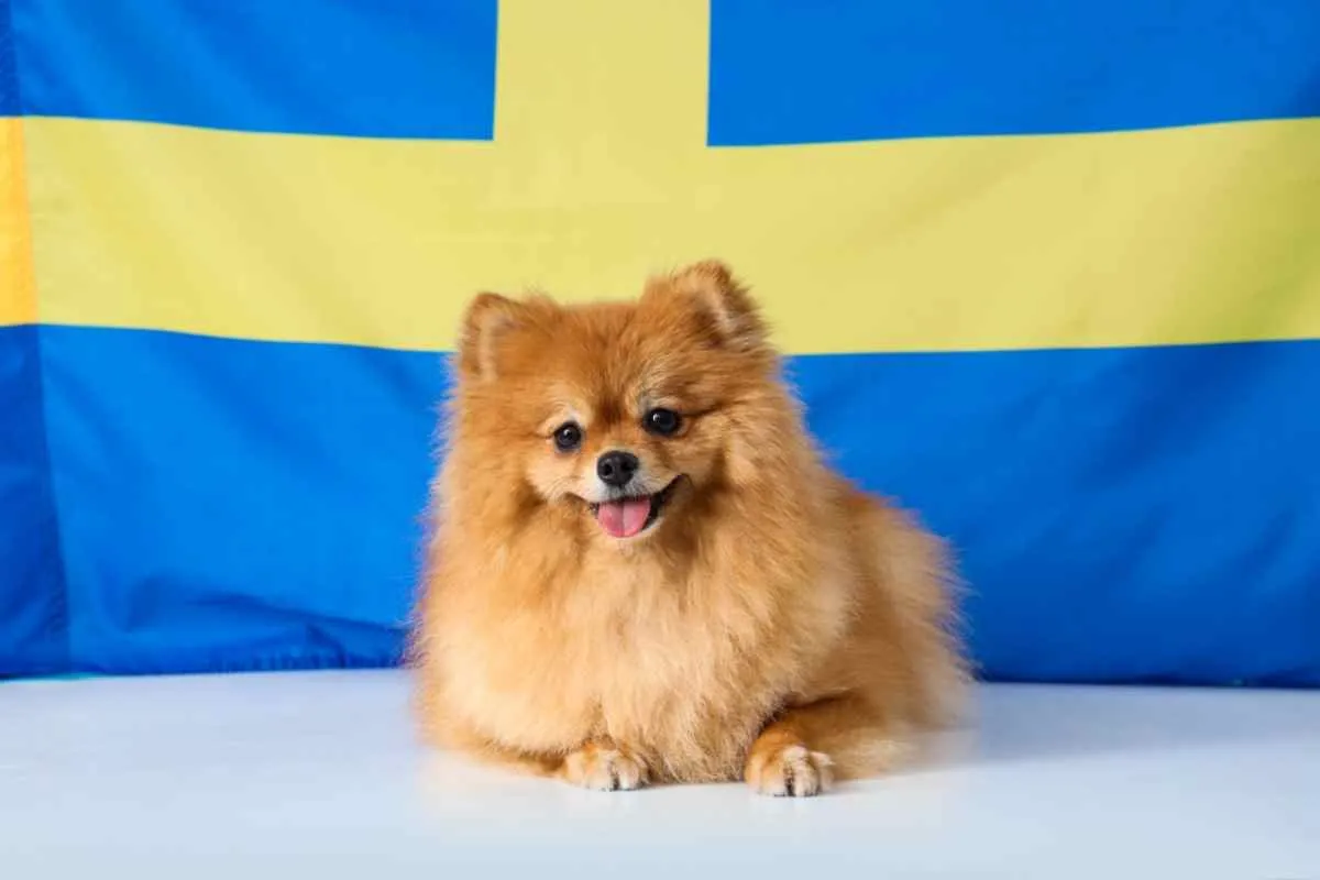 Paw-sitively Nordic : un guide des prénoms suédois pour chiens
