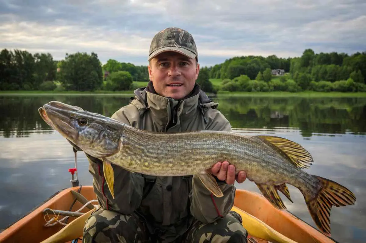 Pesca del lucio en verano en un lago escandinavo