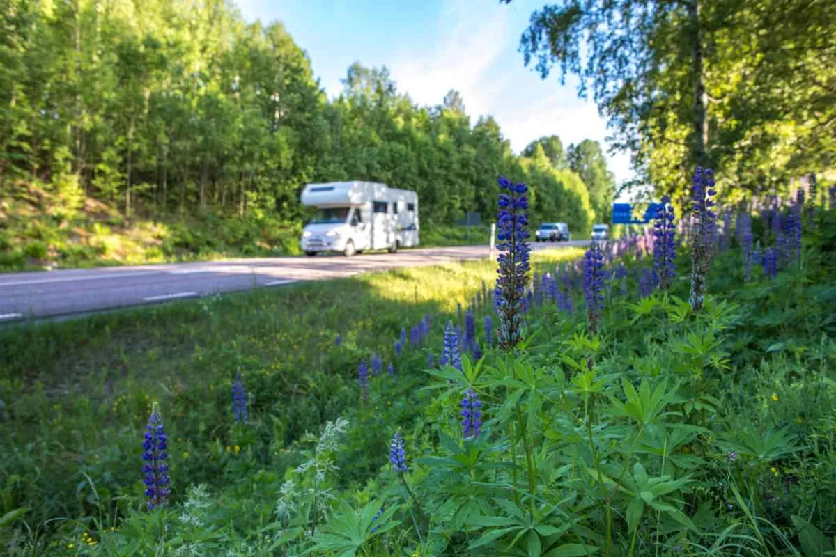 Una autocaravana circulando por una pintoresca carretera forestal en Suecia, con altramuces silvestres floreciendo a los lados de la carretera.