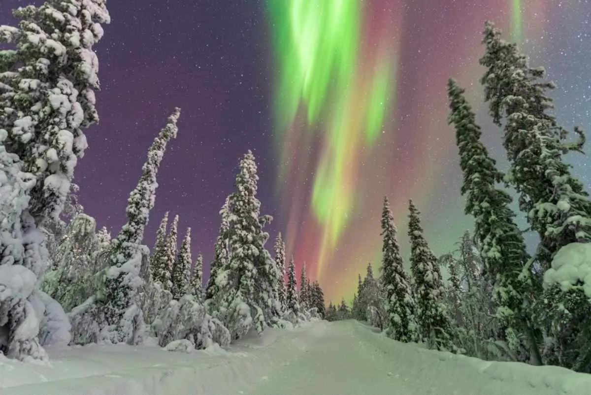 Un bosque sueco completamente cubierto de nieve bajo un manto de estrellas y una aurora boreal con forma vertical.