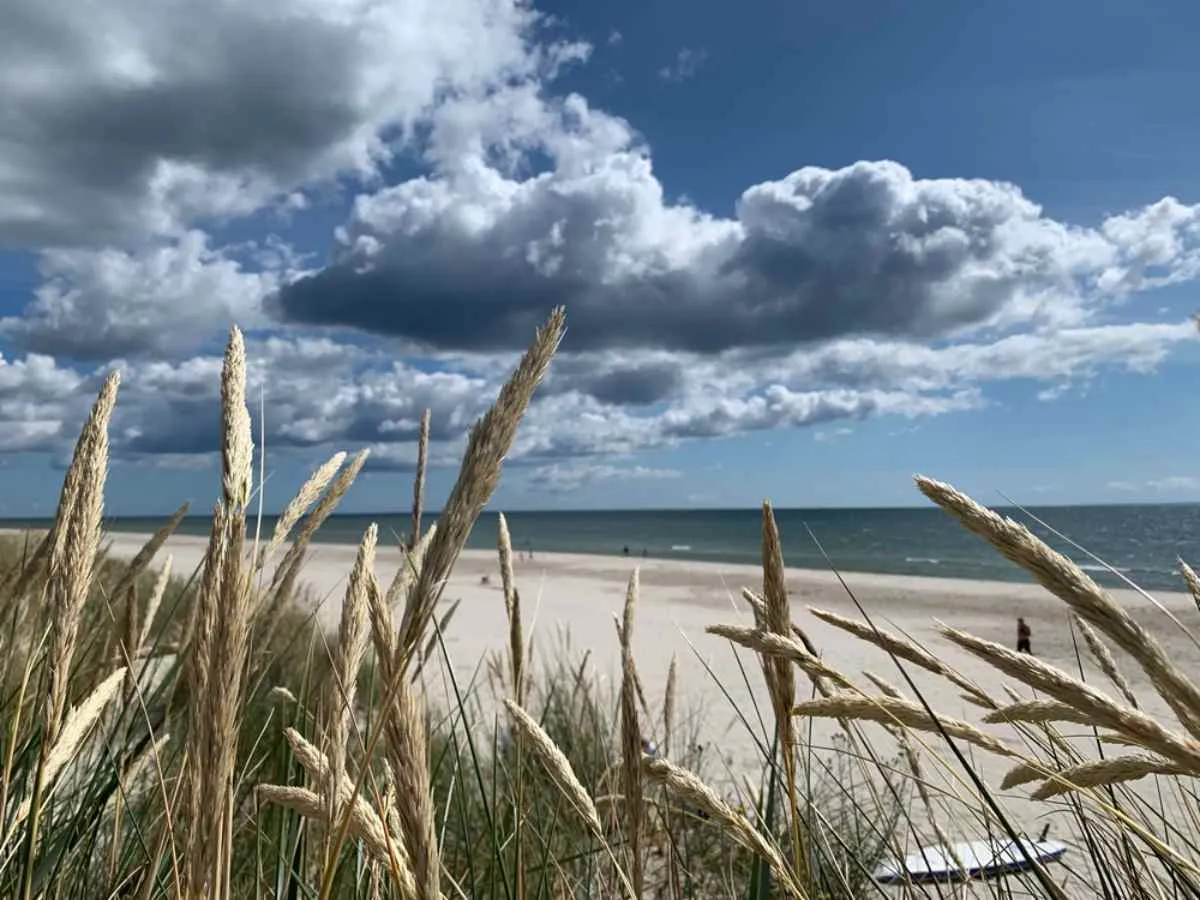 Vista general de una playa sueca prácticamente desierta con vegetación virgen en primer plano.