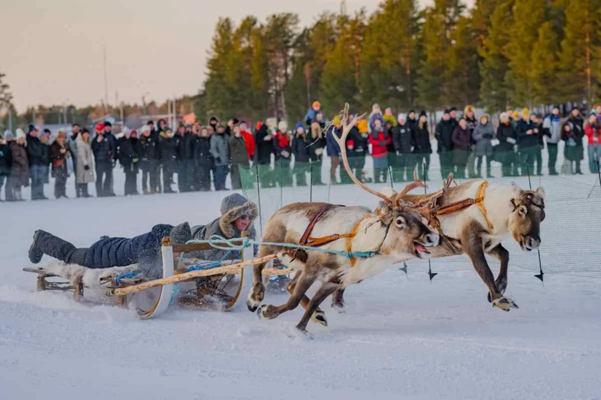 Course de traîneaux tirés par des rennes devant un public lors d'un festival d'hiver sami.