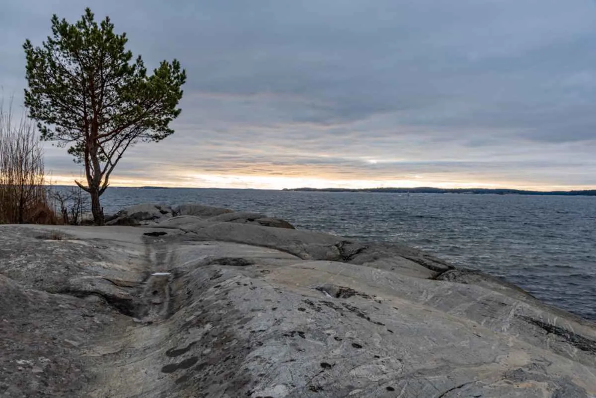 Un pin solitaire sur les rochers lisses du littoral au coucher du soleil, près de Stockholm, surplombant la mer Baltique lors d’une excursion tranquille vers la réserve naturelle de Galo.