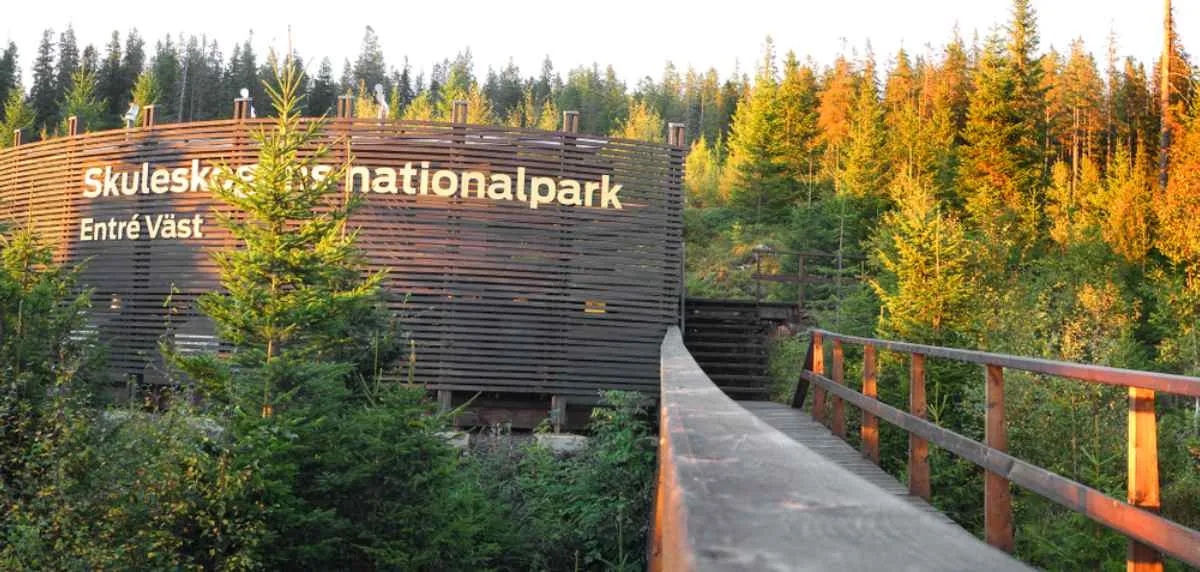 Pasarela de madera que lleva al centro de visitantes Entré Väst del Parque Nacional de Skuleskogens, rodeada de un denso bosque de pinos bañado por una luz dorada.