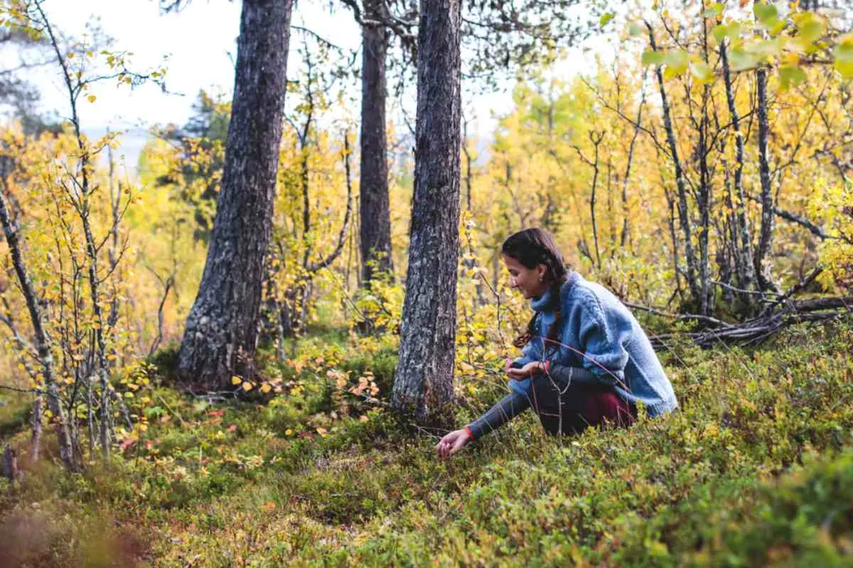 Eine Frau mit Zopf pflückt Beeren im norwegischen Wald.