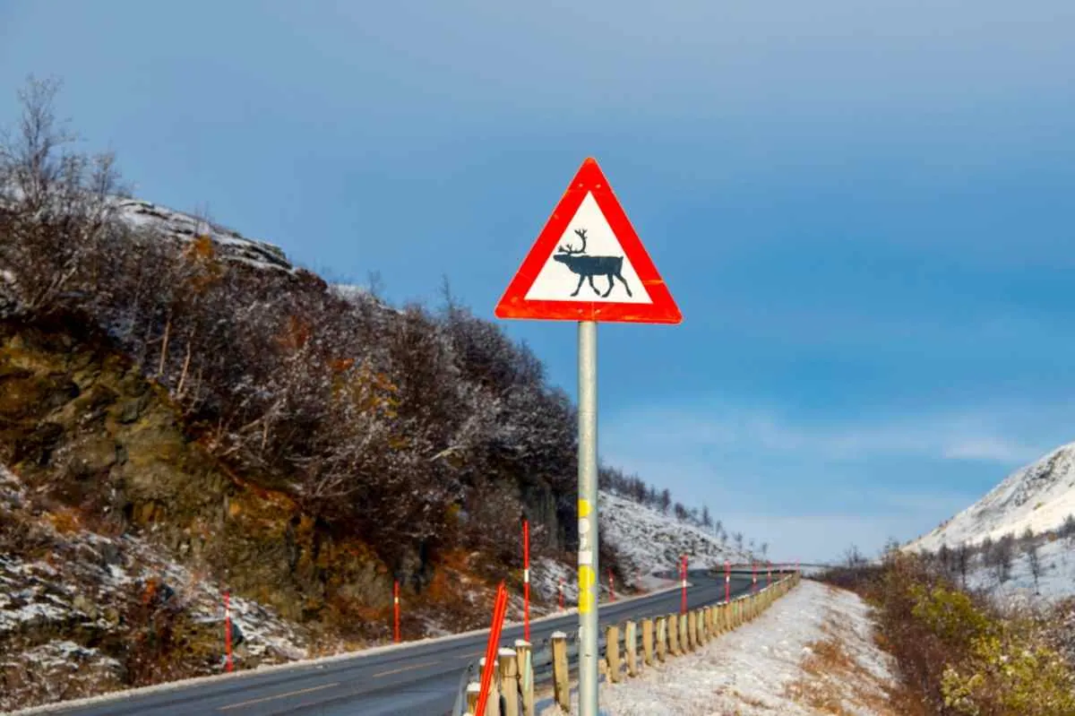Varningsskylt för vilda djur på väg E6 i Norge, som varnar förare för renar som korsar vägen i ett snötäckt bergsområde.