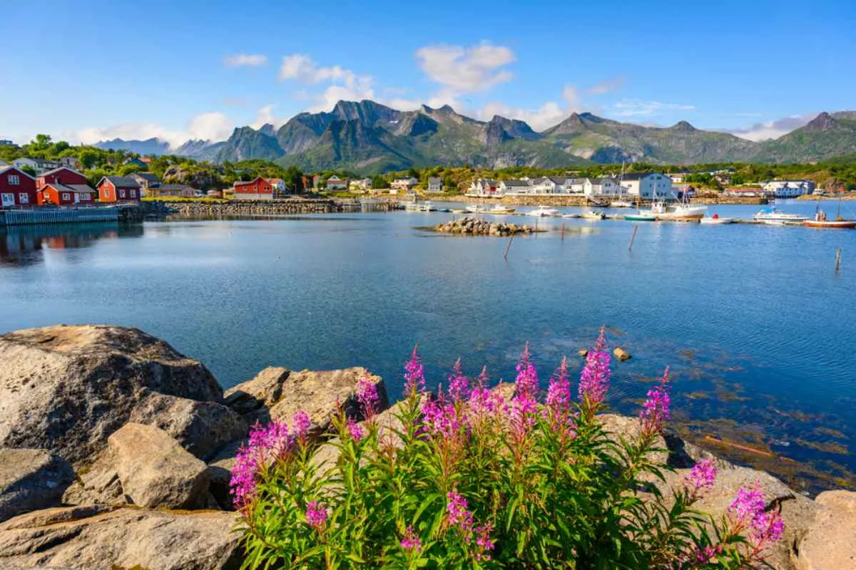 Kabelvåg havn, Lofoten, røde fiskerhus, båter og rosa ildblomst på en klar dag.