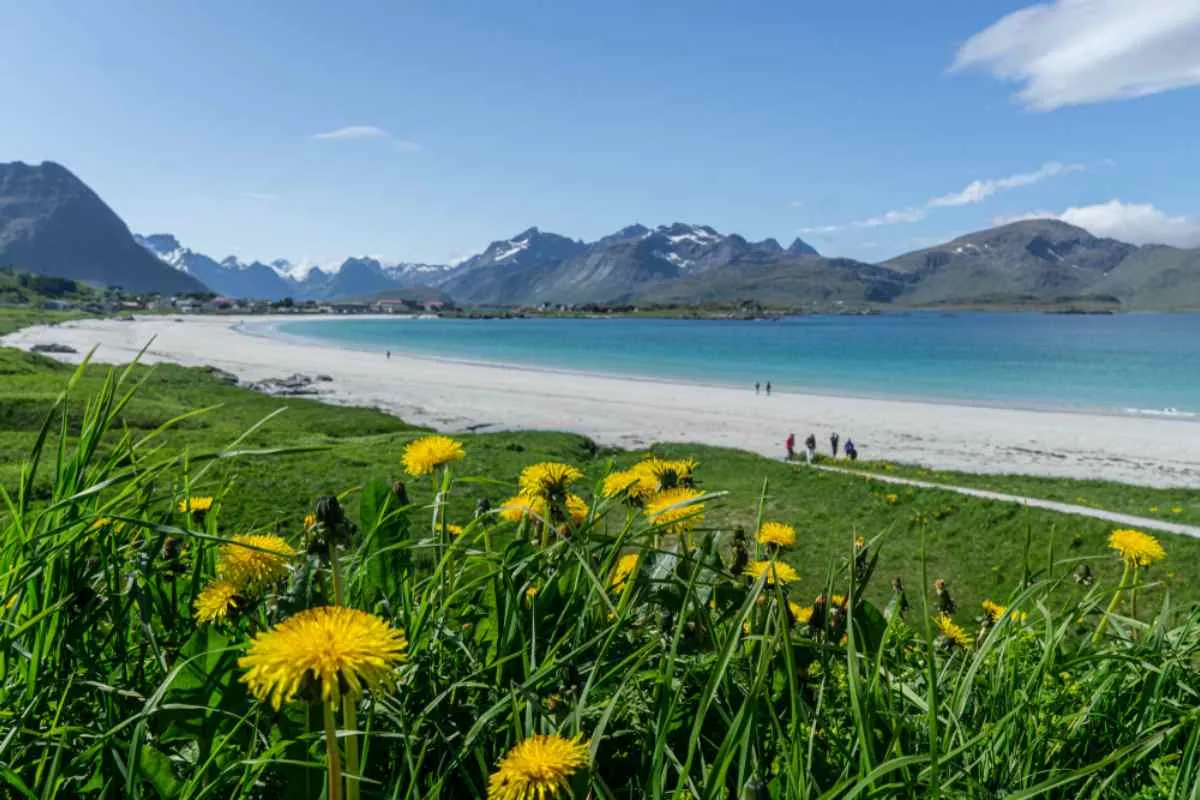 Flakstad-stranden på Lofoten med løvetann i forgrunnen, turkisblått vann og snødekte fjell om sommeren.